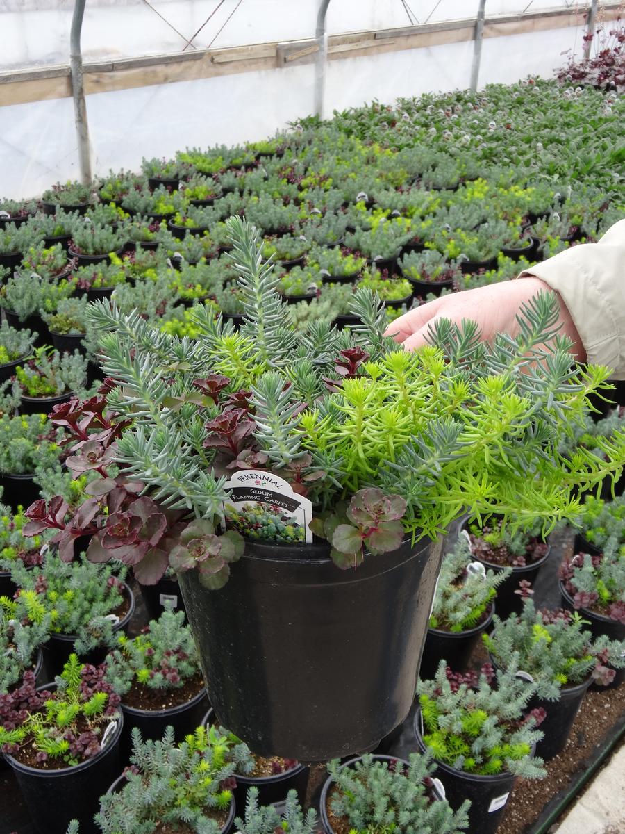 Sedum Low Growing/Ground Cover 'Flaming Carpet'