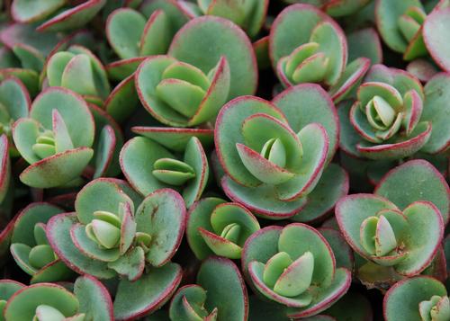 Sedum SunSparkler® Series 'Lime Zinger'