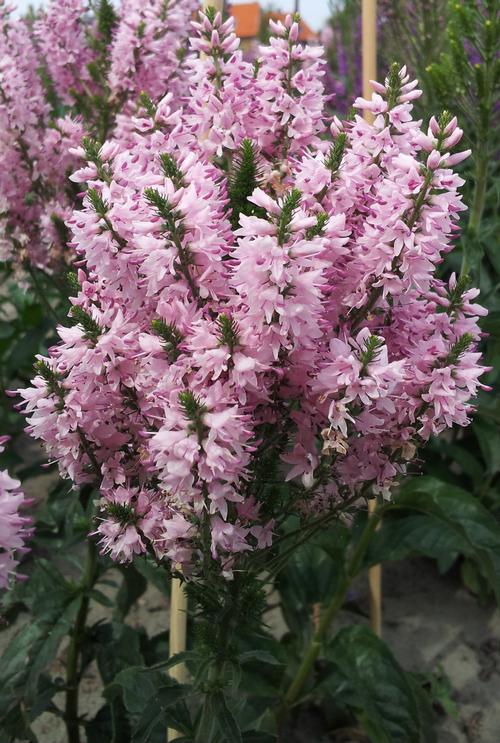 Veronica x (Speedwell)