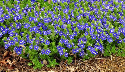 Veronica x 'Tidal Pool'