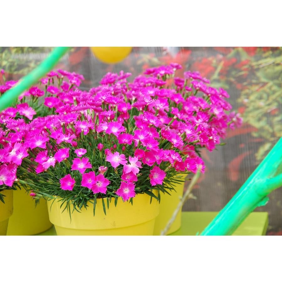 Dianthus Beauties® Kahori