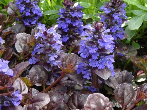 Ajuga reptans 'Black Scallop'