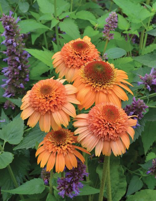 Echinacea purp. (Coneflower)