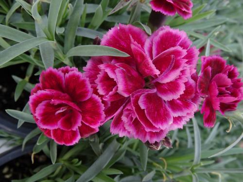 Dianthus 'Everlast™ Burgundy Blush'