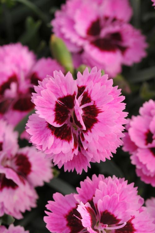Dianthus 'Everlast™ Lilac + Eye'