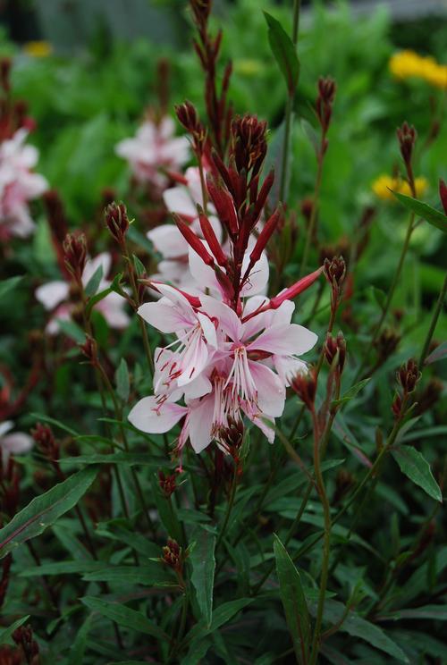 Gaura lindheimeri 'Gaudi™ Pink'