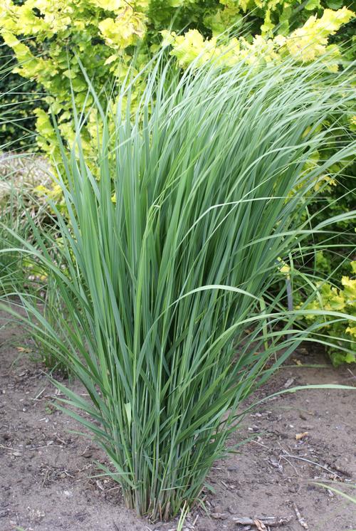 Panicum virgatum 'Northwind'