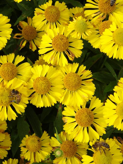 Helenium autumnale 'Mariachi™ Sombrero'