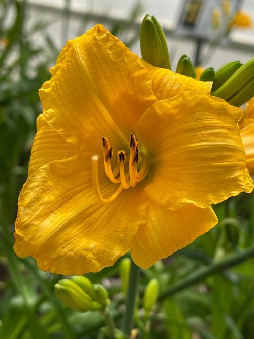 Hemerocallis 'Bakabana'