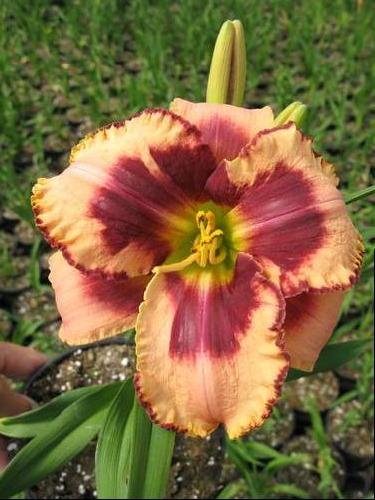 Hemerocallis 'Daring Deception'