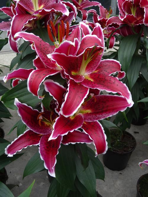 Lilium - Oriental Pot Lily ()
