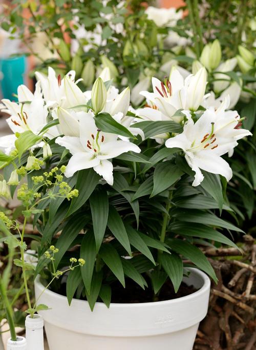 Lilium - Oriental Pot Lily Looks™ 'Sunny Okinawa'