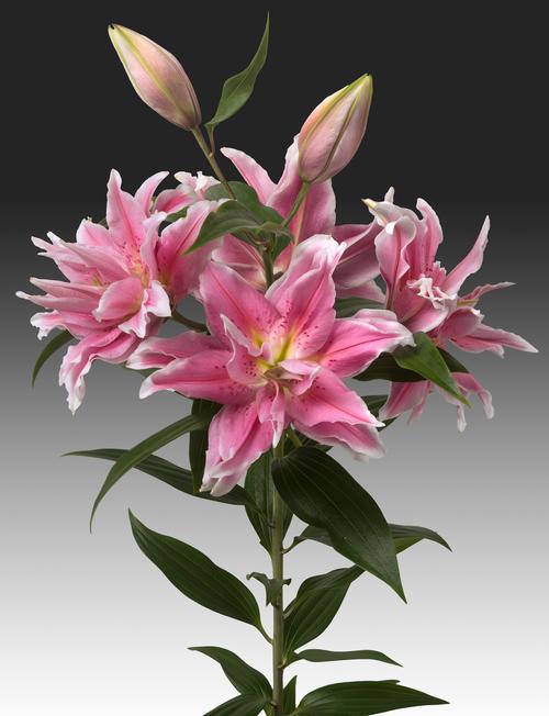 Lilium - Oriental Lily Double Flowering ()