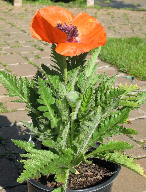 Papaver orientalis 'Prince of Orange'