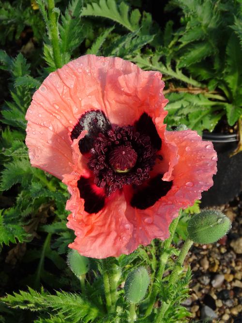 Papaver orientalis 'Princess Victoria Louise'