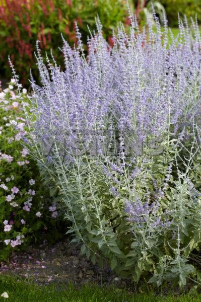 Perovskia atriplicifolia 'Silvery Blue'