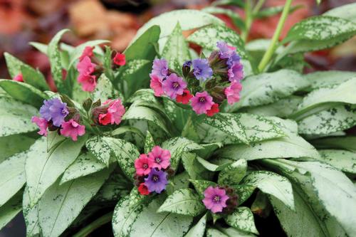 Pulmonaria 'Silver Bouquet'