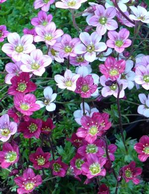 Saxifraga x arendsii 'Purple Robe'