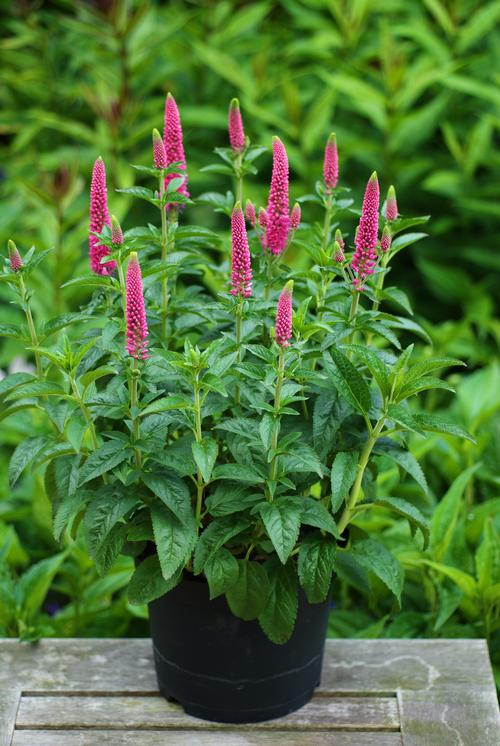 Veronica longifolia 'First Love'