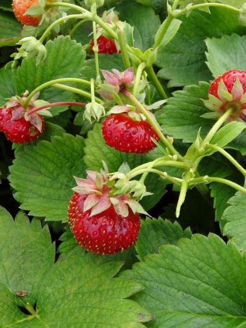 Strawberry 'Eversweet'