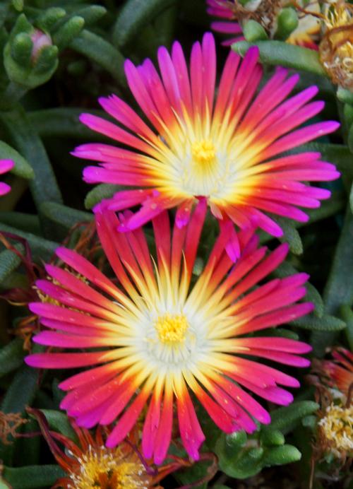 Delosperma 'WOW® Hot Pink Wonder'