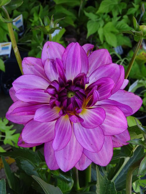 Dahlia (Patio Dahlia)