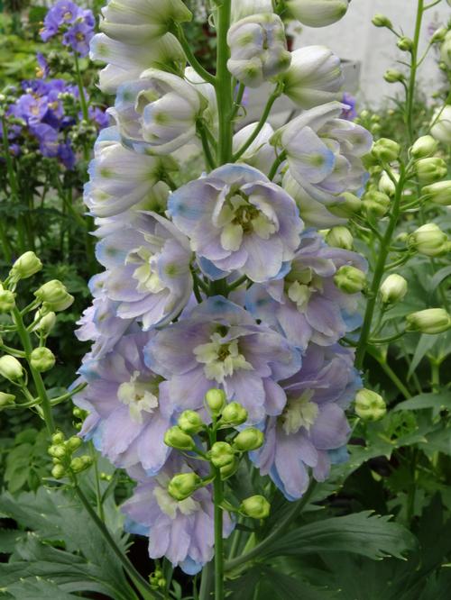 Delphinium elatum 'Guardian Lavender'