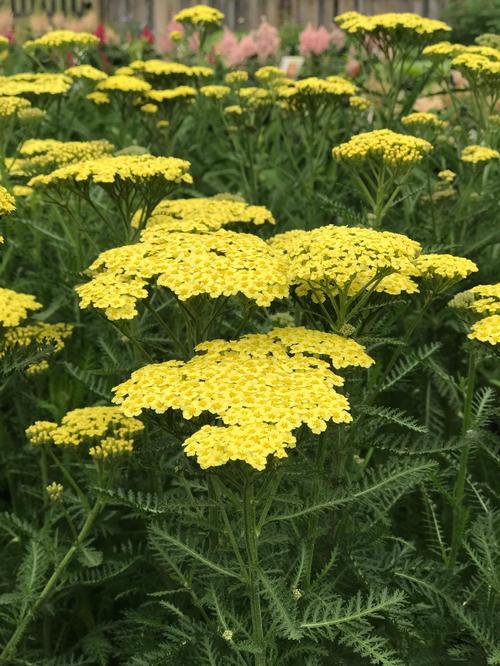 Achillea millefolium 'Sunny Seduction'