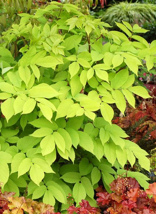 Aralia cordata 'Sun King'