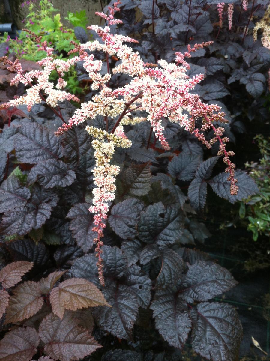 Astilbe arendsii 'Chocolate Shogun'