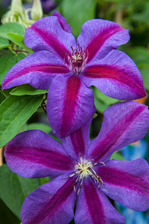 Clematis Mrs. N. Thompson