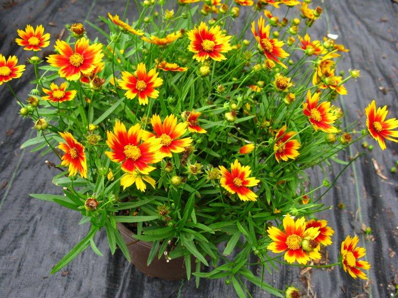 Coreopsis 'Li'l Bang™ Daybreak'