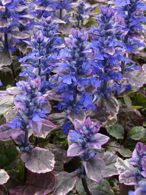 Ajuga reptans 'Burgundy Glow'