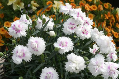 Dianthus 'Everlast™ White + Eye'