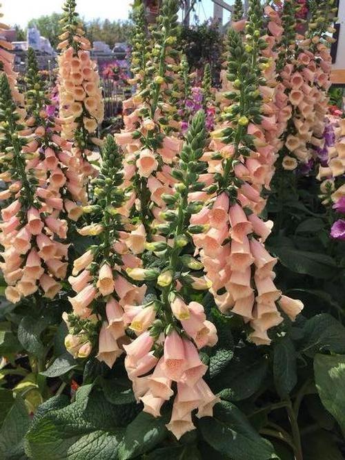 Digitalis purpurea 'Dalmatian Peach'