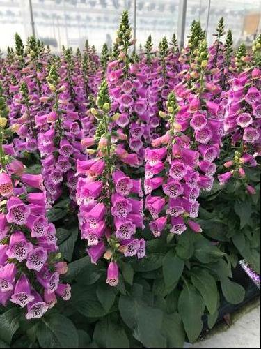 Digitalis purpurea 'Dalmatian Purple Improved'