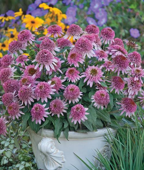 Echinacea purp. (Coneflower)