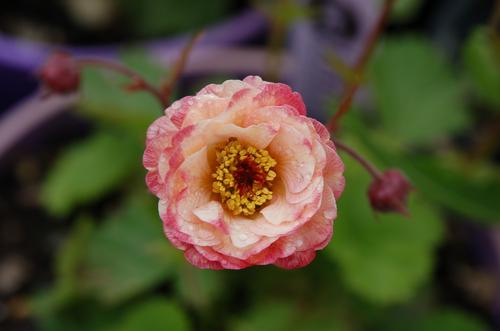 Geum x (Avens)