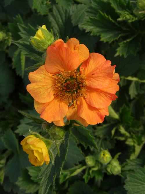 Geum 'Totally Tangerine'