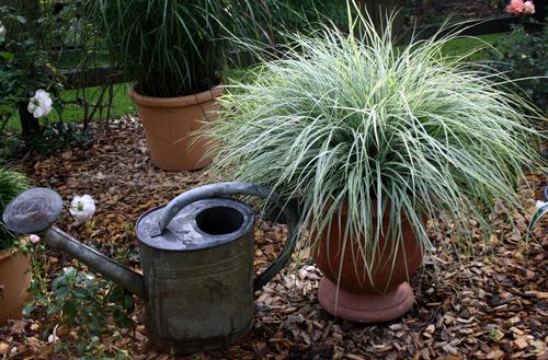 Carex oshimensis 'Evercolor® Everest'