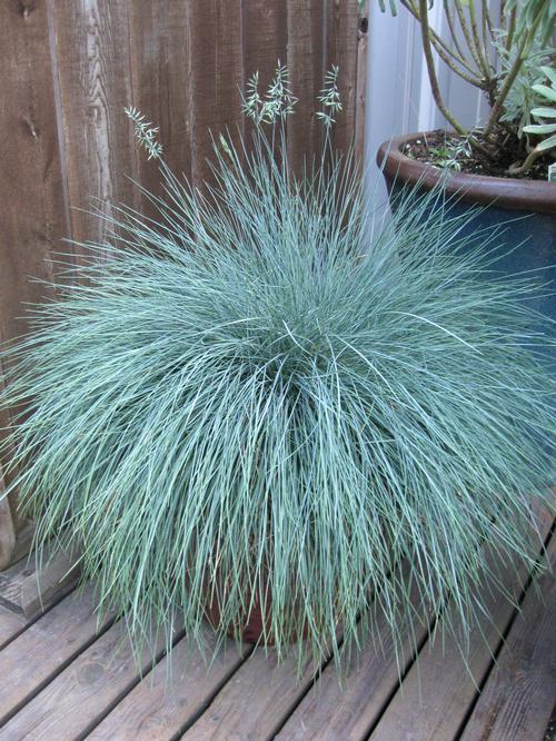 Festuca glauca 'Beyond Blue'