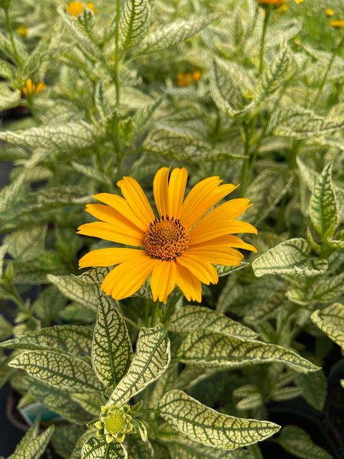 Heliopsis helianthoides 'Sunstruck'