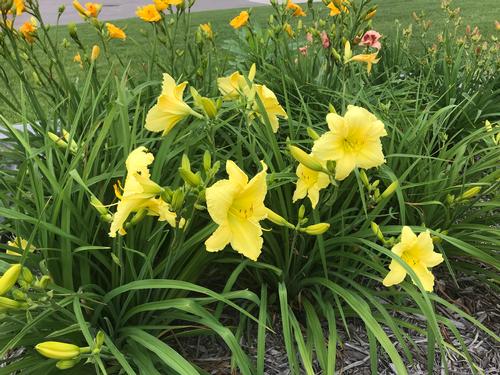 Hemerocallis 'Big Time Happy'