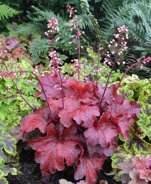 Heuchera 'Fire Alarm'