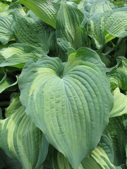 Hosta 'Guardian Angel'