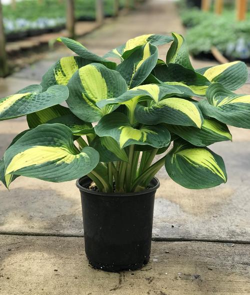 Hosta 'Lakeside Cupcake'