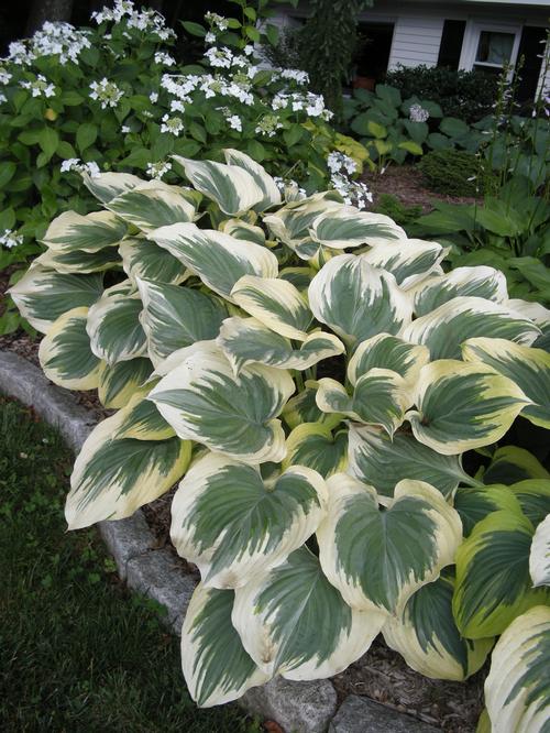 Hosta 'Victory'