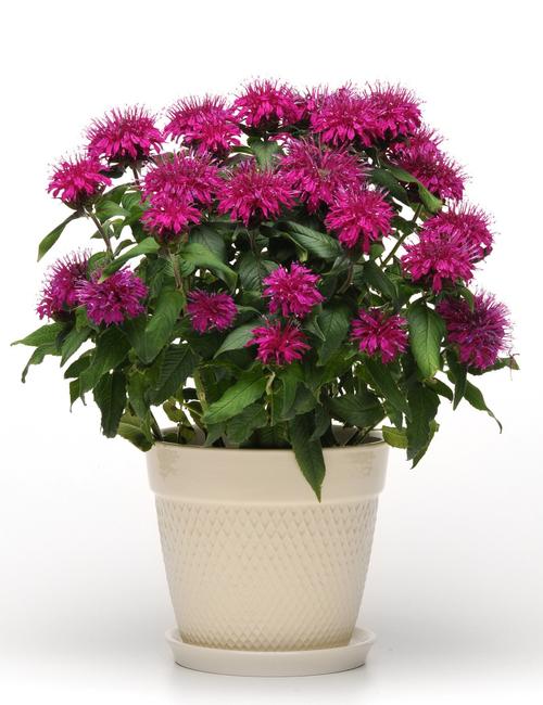 Monarda didyma 'Balmy™ Purple'