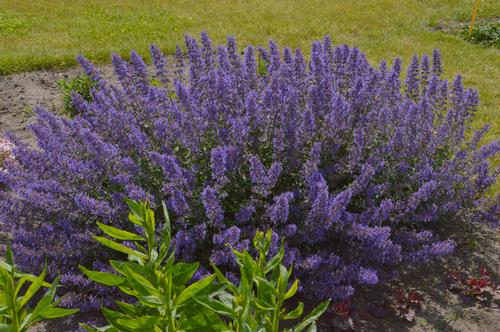 Nepeta faassenii 'Junior Walker™'