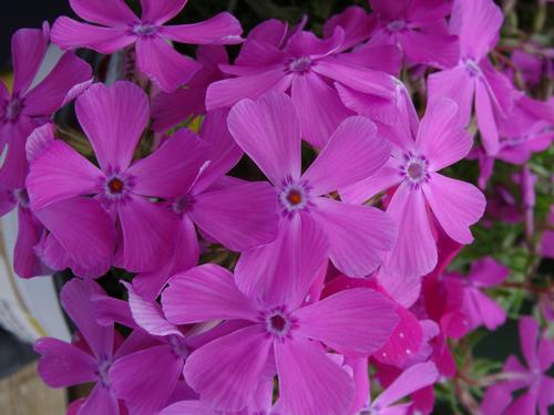 Phlox subulata 'Drummond's Pink'